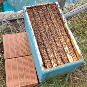 Sciame di api in portasciami