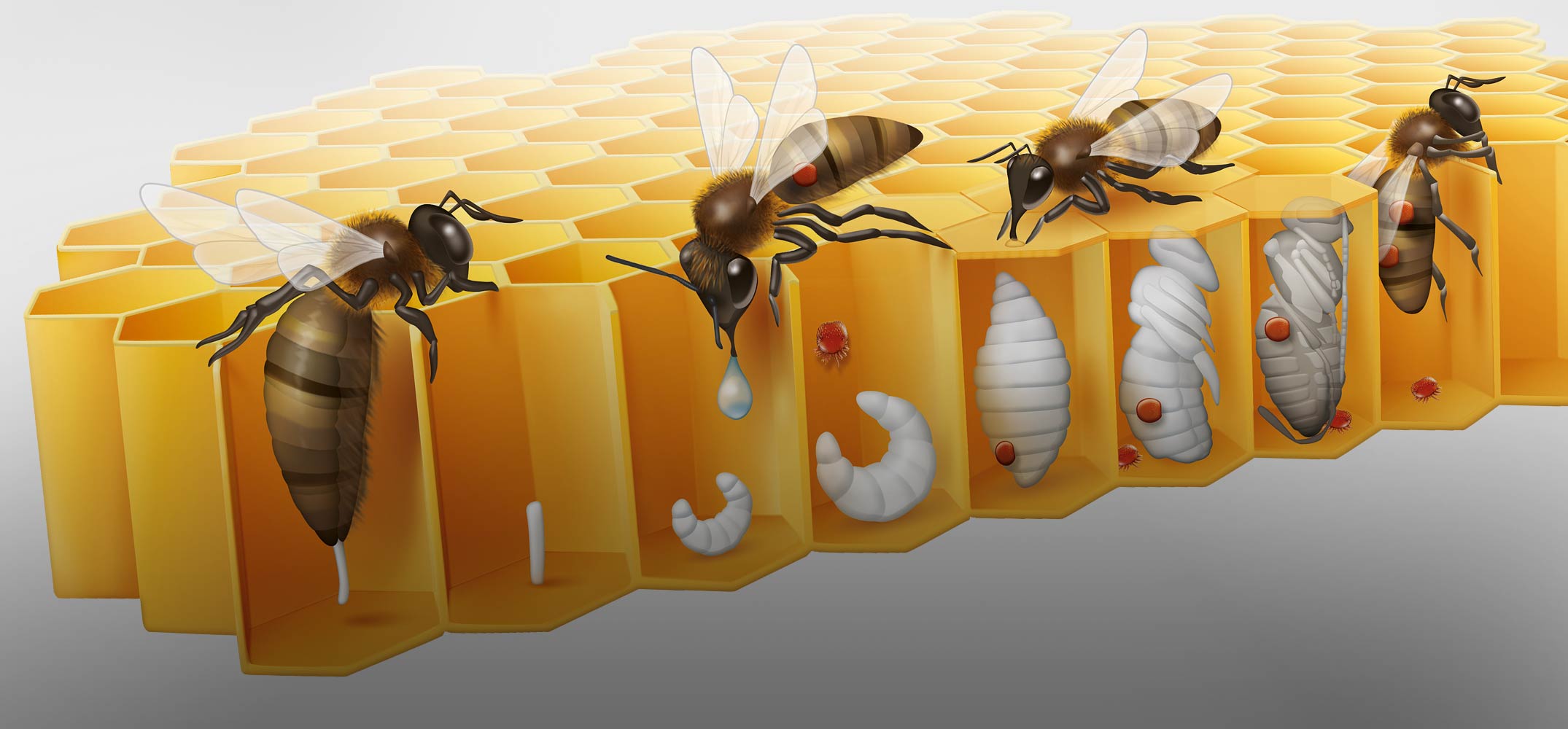 Varro Test CO2 - Kit Diagnosi Infestazione Varroa Per Apicoltura - Controllo Rapido Con Metodo Dello Zucchero A Velo O CO2