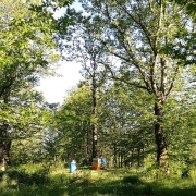 Apicoltura terapia in montagna