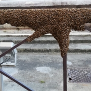 Sciame d'api a Firenze