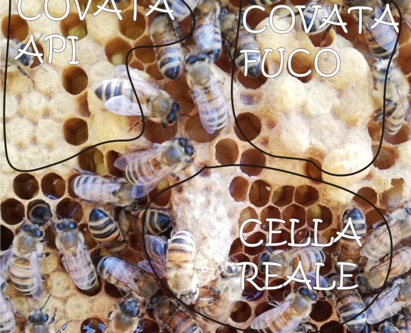 Il fuco delle api Covata delle api, fuchi e cella reale