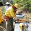 Lorenzo Lander in apiario