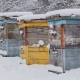Apiario inverno