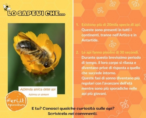 Curiosità sulle api