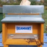 Arnia ekamant