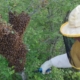 la sciamatura