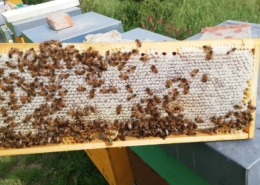 smielatura telaio melario opercolato