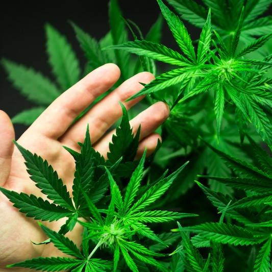 canapa sativa