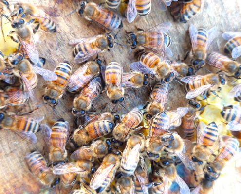 api_edited