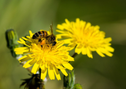 Importanza delle api